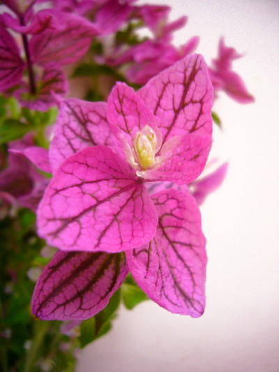 ホルミナム ピンク