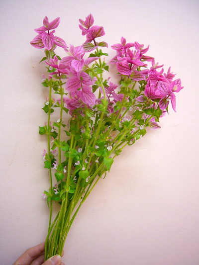 ホルミナム ピンク