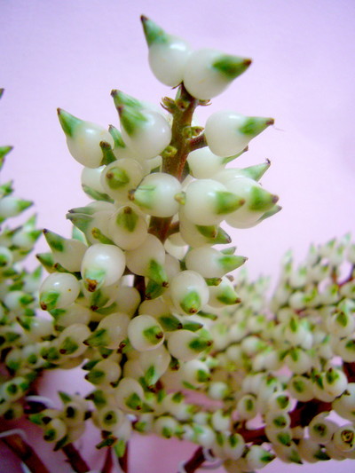 ホワイトベリー