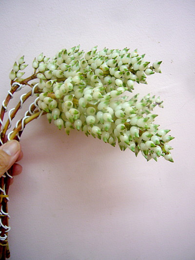 ホワイトベリー