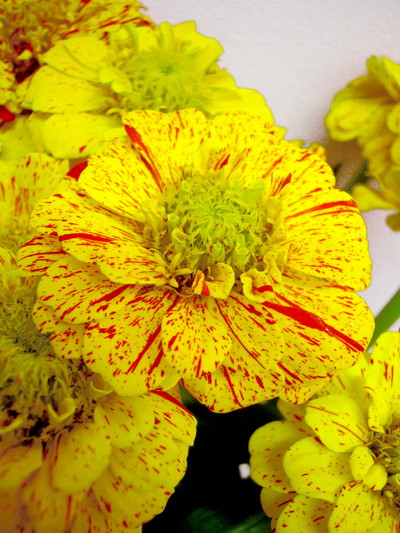 ポップAチュウリン