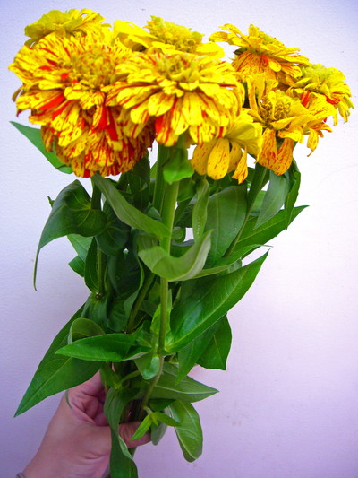 ポップAチュウリン