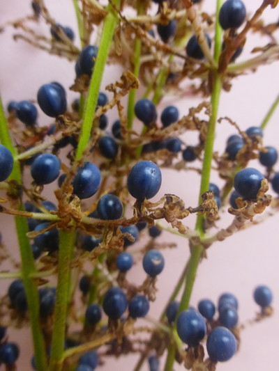 ポリア・ジャポニカ