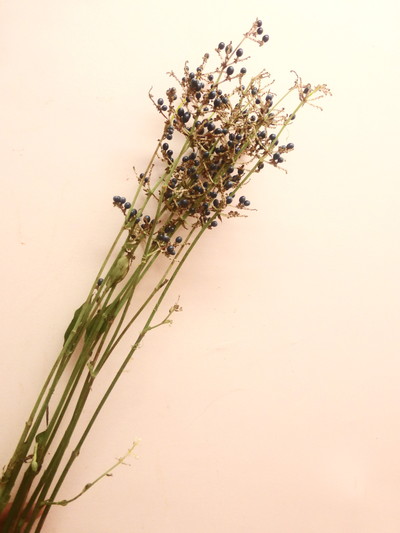 ポリア・ジャポニカ