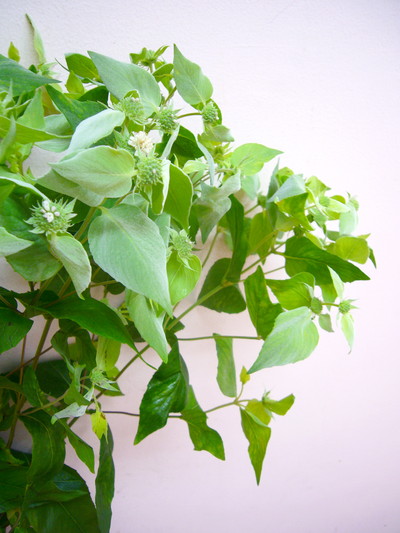 マウンテンミント