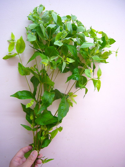 マウンテンミント