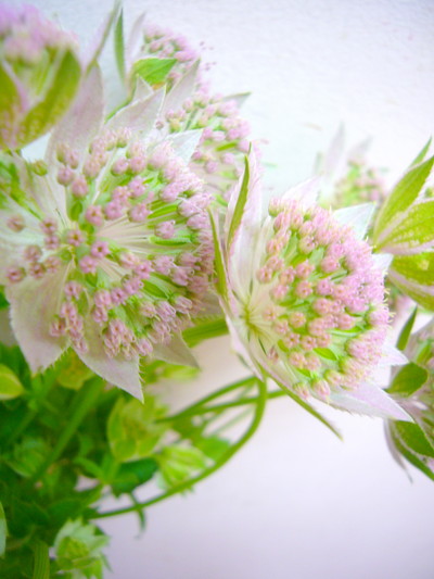 マキシマロゼア