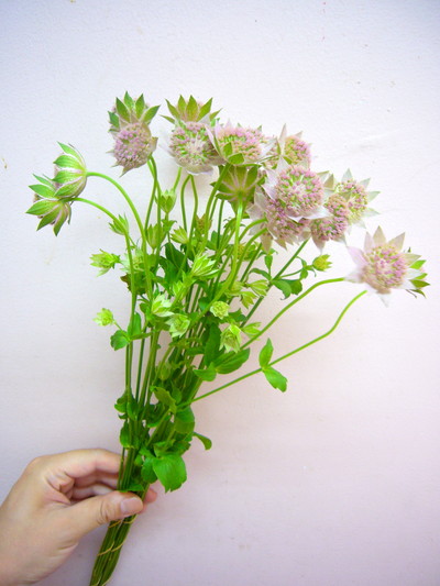 マキシマロゼア