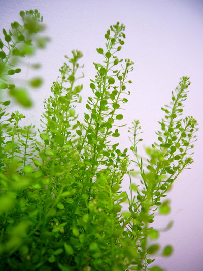 マメグンバイナズナ