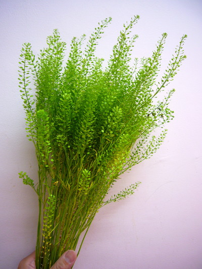 マメグンバイナズナ