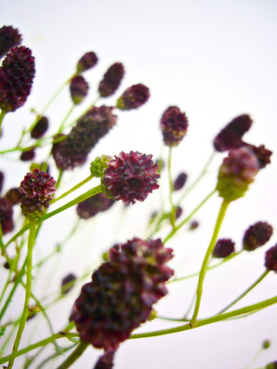 ミコノマイ（ワレモコウ）