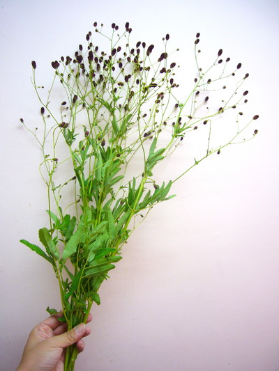 ミコノマイ（ワレモコウ）