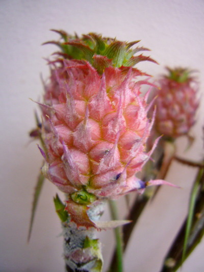 ミニパイナップル