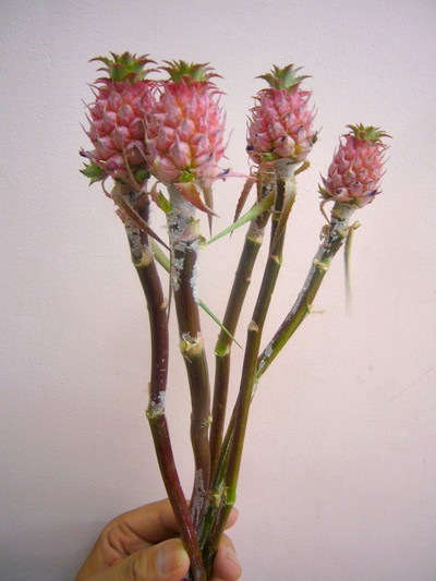 ミニパイナップル