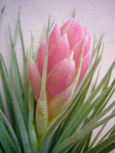 ライトピンクキャンディ