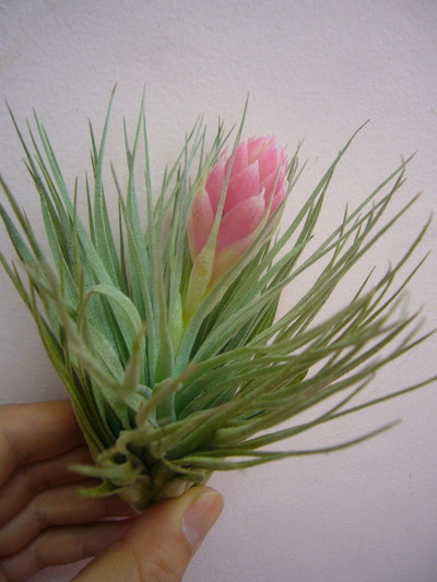 ライトピンクキャンディ