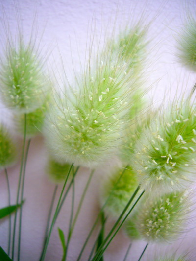 ラグラスバニーテール