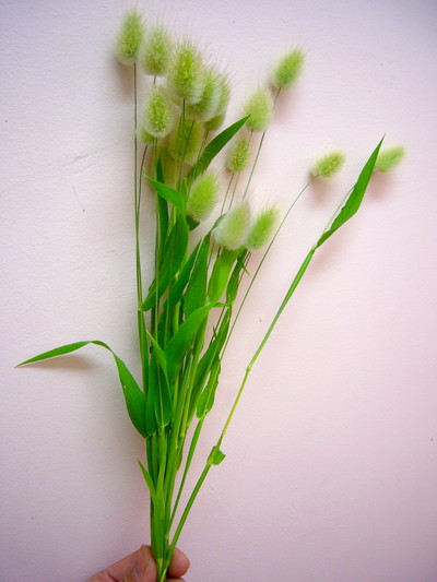 ラグラスバニーテール