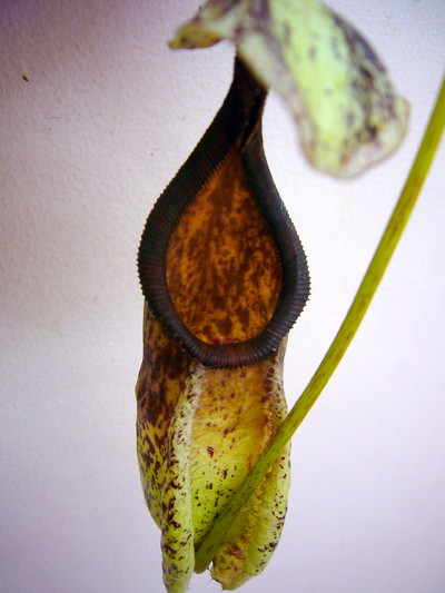 ラフレシアーナ