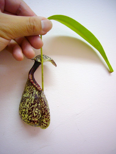 ラフレシアーナ