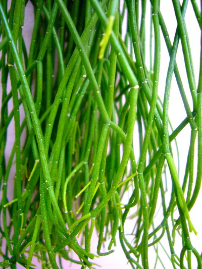 リプサリス フォーリア