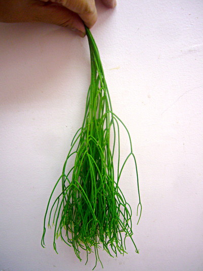 リプサリス フォーリア