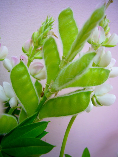 ルピナスピクシーデライト