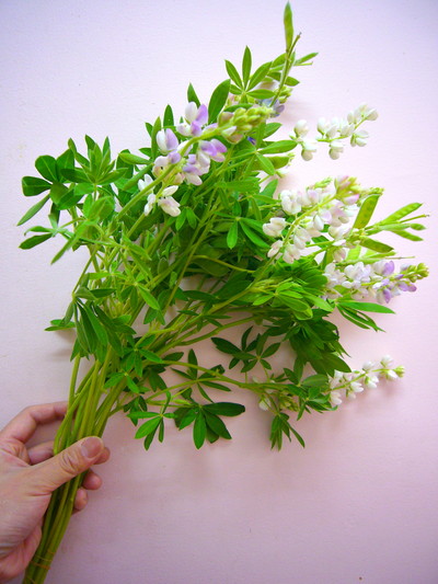 ルピナスピクシーデライト