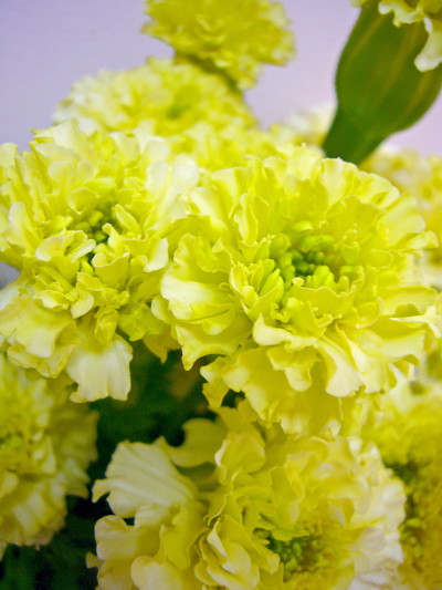 レメディアパール