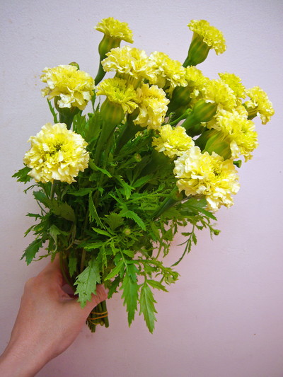 レメディアパール