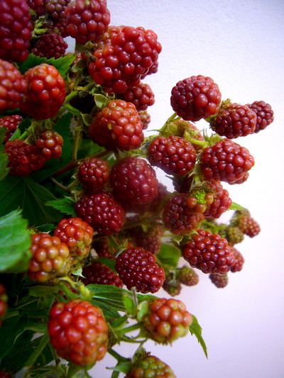 ロゼ（ブラックベリー）