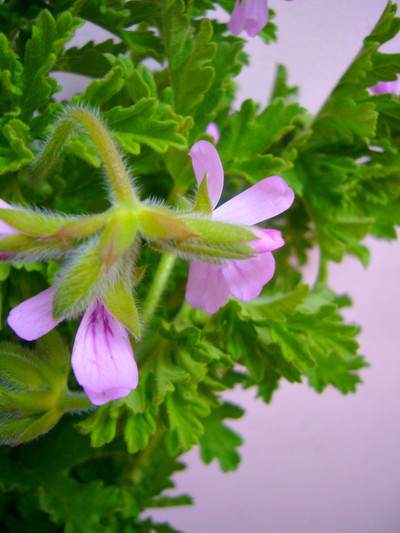 ローズゼラニウム