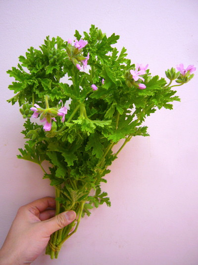 ローズゼラニウム