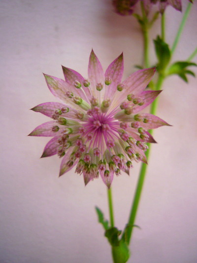 ローマ（アストランティア）