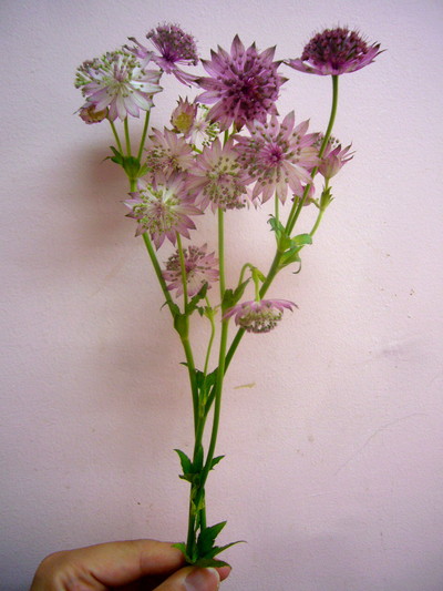 ローマ（アストランティア）