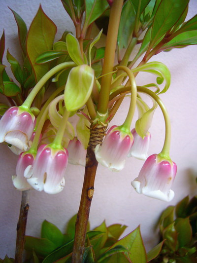 ホンコンドウダン