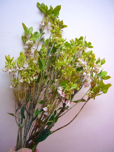 ホンコンドウダン