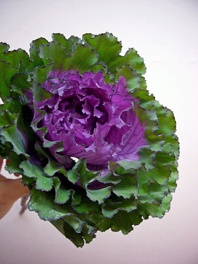 ファーストレディ