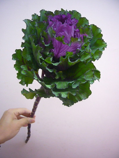 ファーストレディ