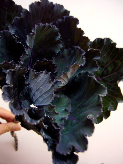 ブラックリーフ