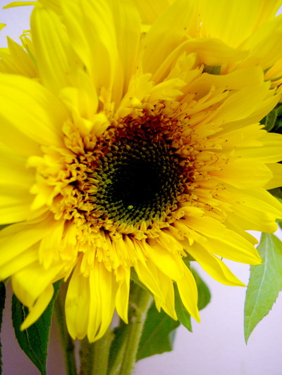 ゴッホのヒマワリ