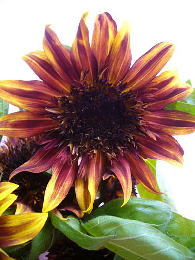 チョコフレーク