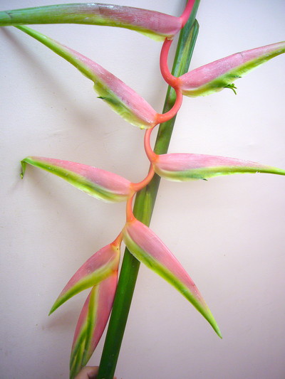 セクシーピンク