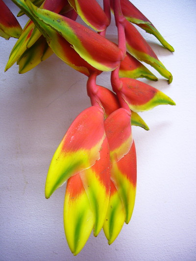 ヘリコニア ハンギング