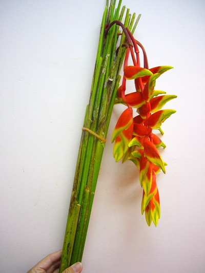 ヘリコニア ハンギング