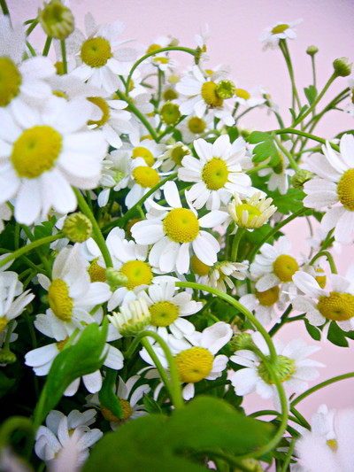 シングルペグモ