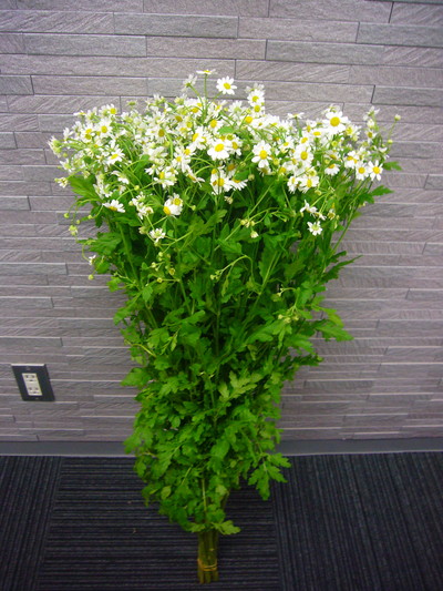 シングルペグモ