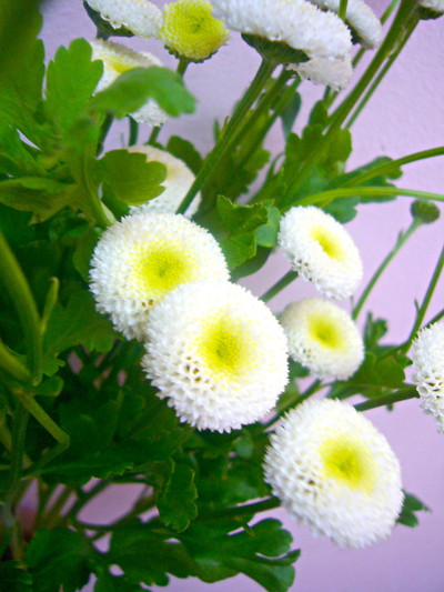 スノーボールエクストラ