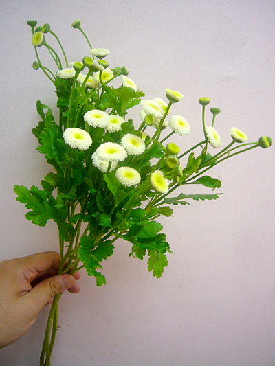 スノーボールエクストラ