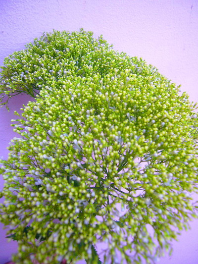 ユウギリソウ シロ